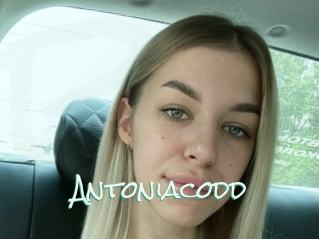 Antoniacodd