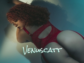 Venuscatt